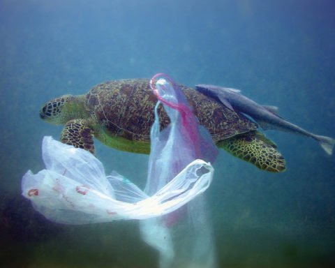 Plastic, Plastik, Sea, Meer, Umweltverschmutzung, Schildkröte, Erde, The future of plastic