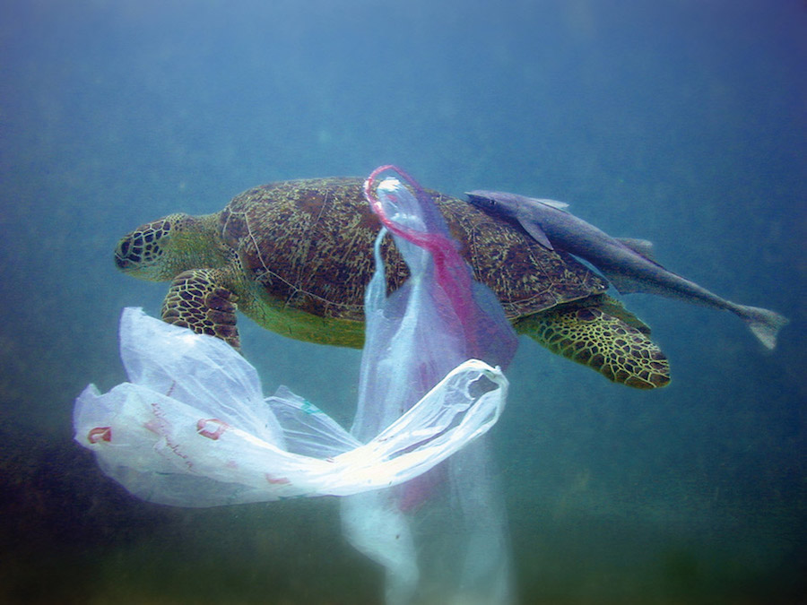 Plastic, Plastik, Sea, Meer, Umweltverschmutzung, Schildkröte, Erde, The future of plastic