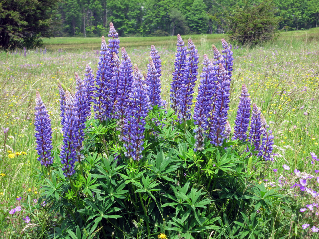 Süßlupinen, Lupinen, Made with luve