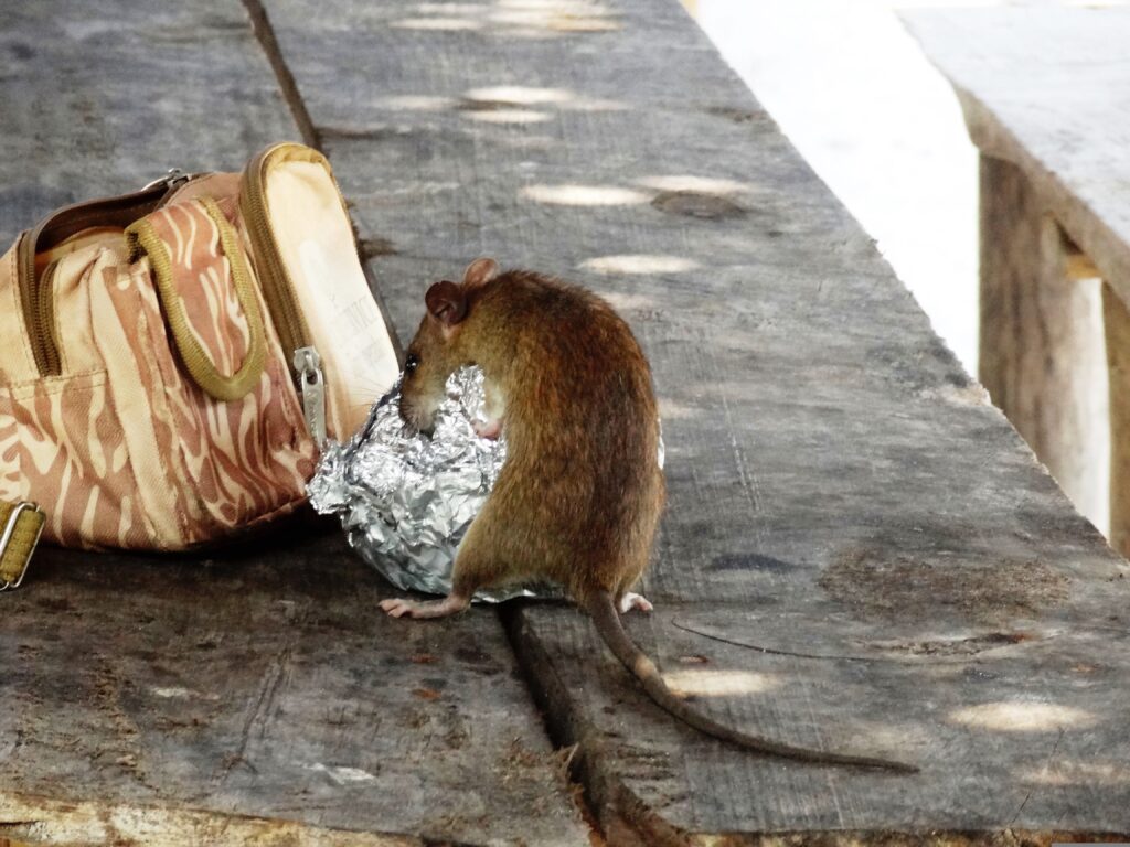 Ratten